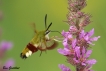 Insectes Sphinx gazé (Hemaris fuciformis)