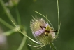 Insectes Sphinx gazé (Hemaris fuciformis)