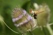 Insectes Sphinx gazé (Hemaris fuciformis)