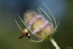 Insectes Sphinx gazé (Hemaris fuciformis)