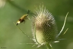 Insectes Sphinx gazé (Hemaris fuciformis)