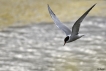 Oiseaux Sterne pierregarin (Sterna hirundo)