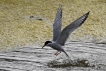 Oiseaux Sterne pierregarin (Sterna hirundo)