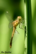 Insectes Sympétrum méridional (Sympetrum meridionale)