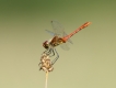 Insectes Sympétrum rouge sang (Sympetrum sanguineum)