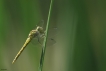 Insectes Sympétrum rouge sang (Sympetrum sanguineum)