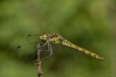 Insectes Sympétrum strié (Sympetrum striolatum)