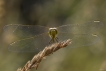 Insectes Sympétrum méridional (Sympetrum meridionale)