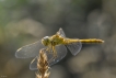 Insectes Sympétrum méridional (Sympetrum meridionale)