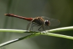 Insectes Sympétrum rouge sang (Sympetrum sanguineum)