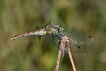 Insectes Sympétrum rouge sang (Sympetrum sanguineum)