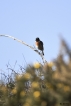 Oiseaux Tarier pâtre (Saxicola rubicola)