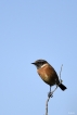 Oiseaux Tarier pâtre (Saxicola rubicola)