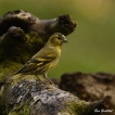 Oiseaux Tarin des aulnes (Carduelis spinus)