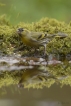 Oiseaux Tarin des aulnes (Carduelis spinus)