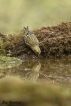 Oiseaux Tarin des aulnes (Carduelis spinus)