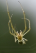 Araignées Tétragnathe étirée (Tetragnatha extensa)