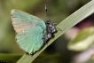 Insectes Thècle de la ronce (Callophrys rubi)