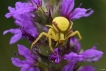 Araignées Thomise Variable (Misumena vatia)