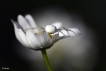 Araignées Thomise Variable (Misumena vatia)