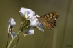 Insectes Tircis (Pararge aegeria)