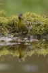 Oiseaux Tarin des aulnes (Carduelis spinus)