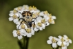 Insectes Trichie fasciée (Trichius fasciatus)