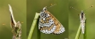 Insectes Mélitée du plantain (Melitaea cinxia)