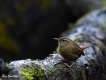 Oiseaux Troglodyte mignon (Troglodytes troglodytes)