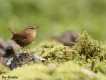 Oiseaux Troglodyte mignon (Troglodytes troglodytes)