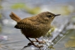 Oiseaux Troglodyte mignon (Troglodytes troglodytes)