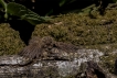 Oiseaux Troglodyte mignon (Troglodytes troglodytes)