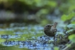 Oiseaux Troglodyte mignon (Troglodytes troglodytes)