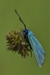 Insectes Turquoise de la globulaire (Jordanita globulariae)