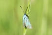 Insectes Turquoise de la globulaire (Jordanita globulariae)