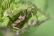 Araignées xysticus sp.