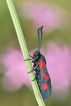 Insectes Zygène du trèfle (Zygaena trifolii)