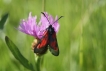 Insectes Zygène du trèfle (Zygaena trifolii)