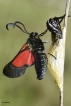 Insectes Zygène du trèfle (Zygaena trifolii)