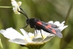 Insectes Zygène du trèfle (Zygaena trifolii)