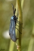 Insectes Turquoise de la globulaire (Jordanita globulariae)