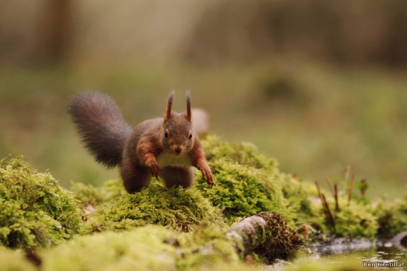 Photo Mammifères Ecureuil roux (Sciurus vulgaris)