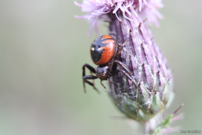 Photo Araignées Thomise globuleux ou Araignée Napoléon (Synaema globosum)