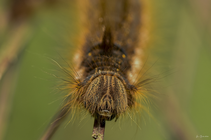 Photo Insectes La Buveuse (Euthrix potatoria)