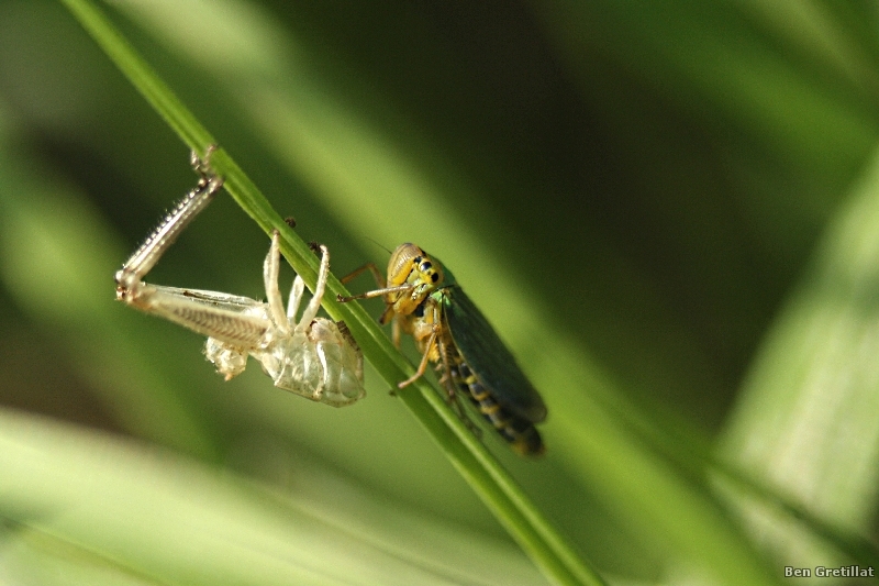 Photo Insectes