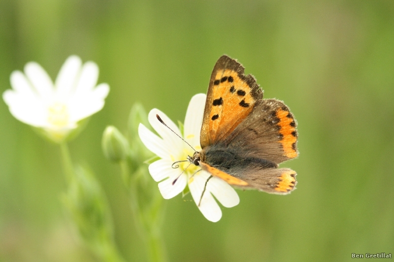 Photo Insectes Cuivré commun (Lycaena phlaeas)