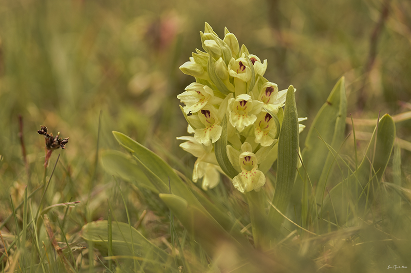 Photo Flore Orchis sureau (Dactylorhiza sambucina)