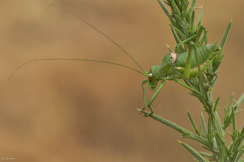 Photo Insectes Éphippigère carénée (Uromenus rugosicollis)