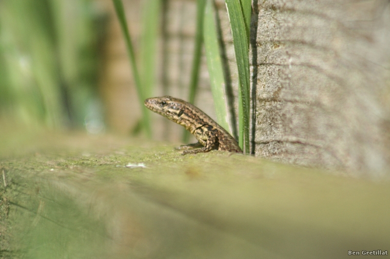 Photo Reptiles Lézard des murailles (Podarcis muralis)