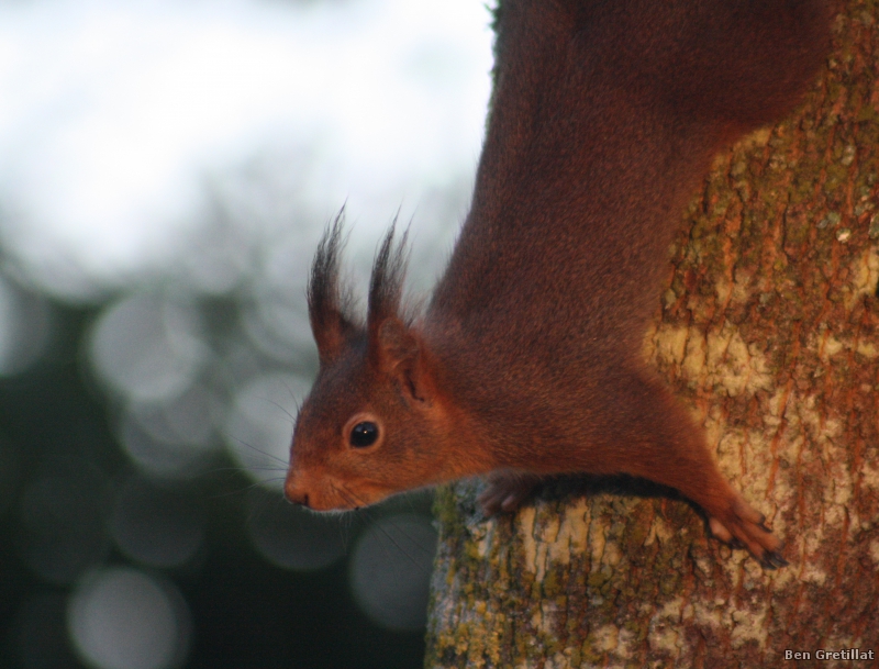 Photo Mammifères Ecureuil roux (Sciurus vulgaris)